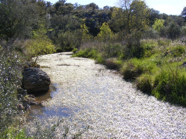 Ribeira da Caridade