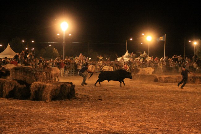 Largadas de toiros (1)