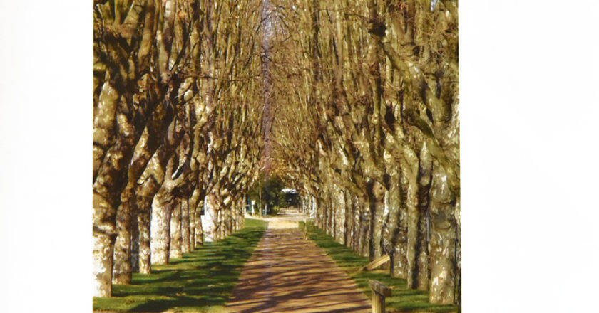 Vila do Conde detém um vasto património arbóreo, de extremo interesse ambiental e valor paisagístico. Alguns desses maciços arbóreos ou grupos isolados são conjuntos vegetais relevantes no desenho urbano e na história da cidade