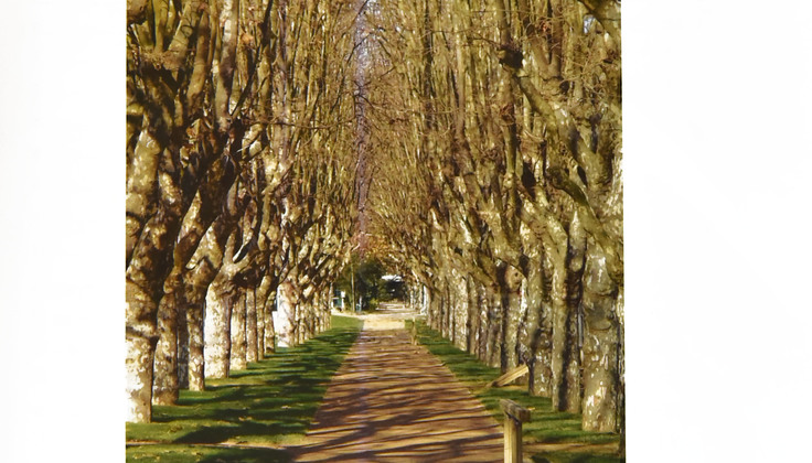 Vila do Conde detém um vasto património arbóreo, de extremo interesse ambiental e valor paisagístico. Alguns desses maciços arbóreos ou grupos isolados são conjuntos vegetais relevantes no desenho urbano e na história da cidade