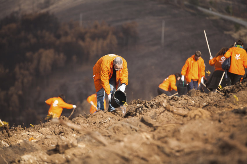 O movimento Terra de Esperança (TEM) mobilizou mais de 500 voluntários para uma ação de reflorestação de 10 hectares do Pinhal de Leiria, devastado em 80% da sua área pelos incêndios do ano passado. Até ao final do dia, este terreno contará com 13 mil pinheiros.