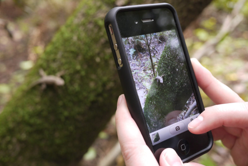 Observar e enviar fotos de plantas, animais e fungos, usando a aplicação móvel criada pelo Laboratório da Paisagem, Biodiversity GO!. É este o desafio para os vimaranenses de 27 a 30 de abril, no âmbito do City Nature Challenge, que junta 65 cidades em todo o mundo, sendo Guimarães a única representante de Portugal.