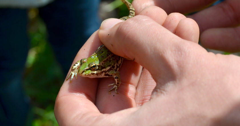 City Nature Challenge em Guimarães