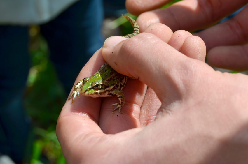 City Nature Challenge em Guimarães